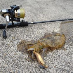 台風前にエギング